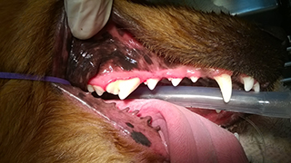 Indianapolis Pet Dentist Indianapolis Pet Dentist