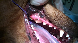 Pet Dentistry in Greenwood, IN Pet Dentistry in Greenwood, IN