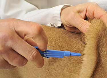 Veterinarian In Greenwood, IN | Best Vet in Greenwood, IN