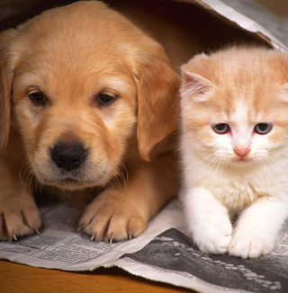 Vista Hills Veterinary Hospital
