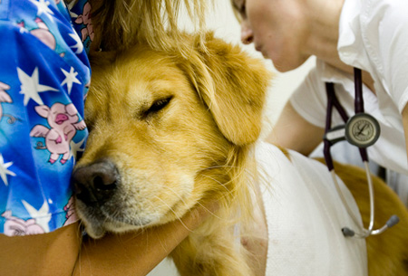 Veterinarian In Greenwood, IN | Best Vet in Greenwood, IN