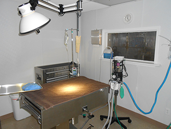Pet Surgery in Greenwood IN